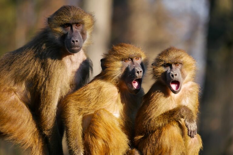 monos